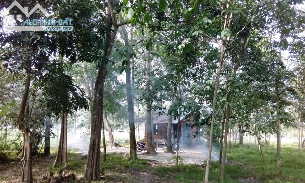 Cho thuê 1,5ha trang trại, Châu Thành Tây Ninh