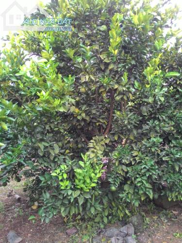 CHO THUÊ VƯỜN BƯỞI DA XANH + CAM XOÀN DÀI HẠN