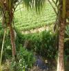 Cần bán 8.000m2 đất cây trồng Hàm Chính view sông -Hàm Thuận Bắc giá rẻ đầu tư