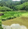 Chuyển nhượng 10ha đất RSX có suối chảy trong đất tại Hợp Đồng Kim Bôi