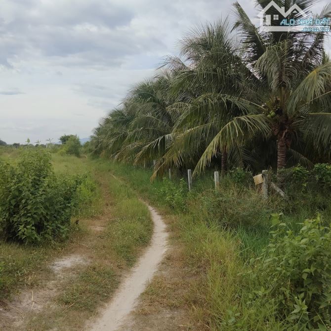 Bán đất 6000m2 phường Cam Nghĩa- Cam Ranh tặng vườn dừa, chủ ngột thở ngân hàng