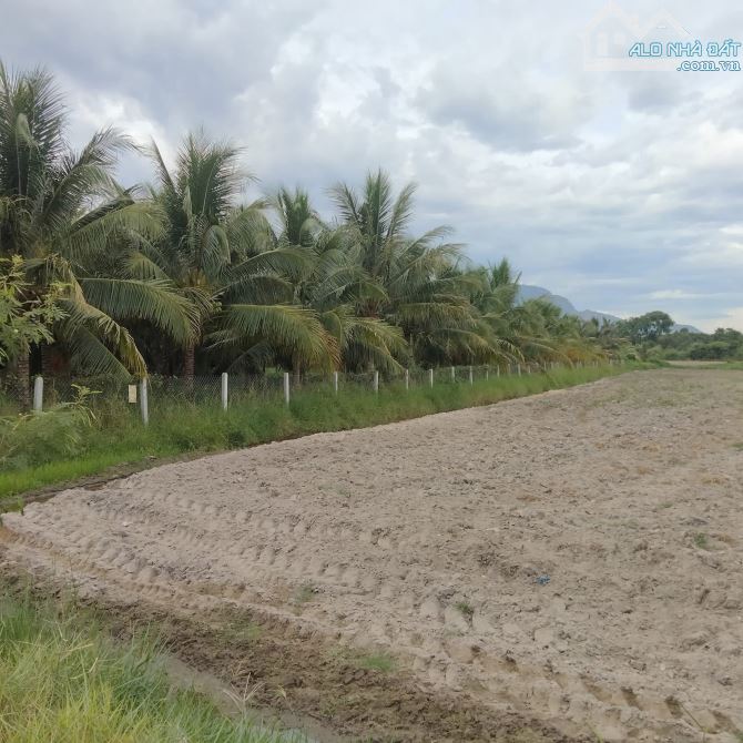 Bán đất 6000m2 phường Cam Nghĩa- Cam Ranh tặng vườn dừa, chủ ngột thở ngân hàng - 1