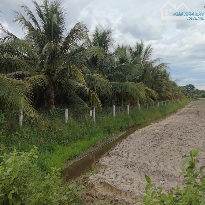 Bán đất 6000m2 phường Cam Nghĩa- Cam Ranh tặng vườn dừa, chủ ngột thở ngân hàng - 2