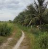 Bán đất 6000m2 phường Cam Nghĩa- Cam Ranh tặng vườn dừa, chủ ngột thở ngân hàng