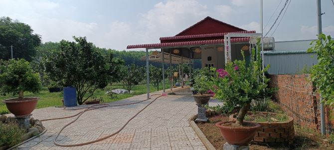 Vườn Bười đường xe tài Bình Lợi, Vĩnh Cửu, Đồng Nai, 6600m2, giá 10 tỷ 500. - 3
