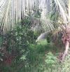 Cần bán 1,5 công vườn Dừa ở Nhị Long Phú Càng Long Trà Vinh