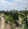 cần bán 3590m2 đất trồng cây thanh long huyện gò công tây