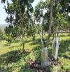 Bán vườn full cây ăn trái Lộc Nga, TP. Bảo lộc. Diện tích 3131m2 sổ riêng