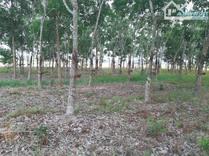 Bán miếng đất vườn ở Châu Thành, Tây Ninh, 7000m2, SHR, giá 1,2 tỷ