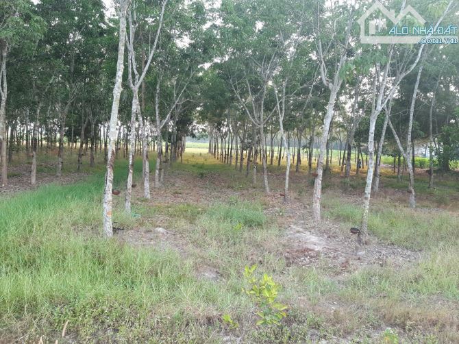 Bán miếng đất vườn ở Châu Thành, Tây Ninh, 7000m2, SHR, giá 1,2 tỷ - 1