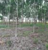 Bán miếng đất vườn ở Châu Thành, Tây Ninh, 7000m2, SHR, giá 1,2 tỷ