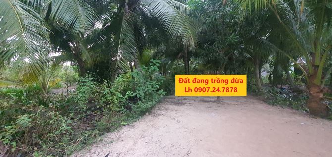 Bán đất vườn dừa Phước Hậu, Long Hồ, Vĩnh Long - 1
