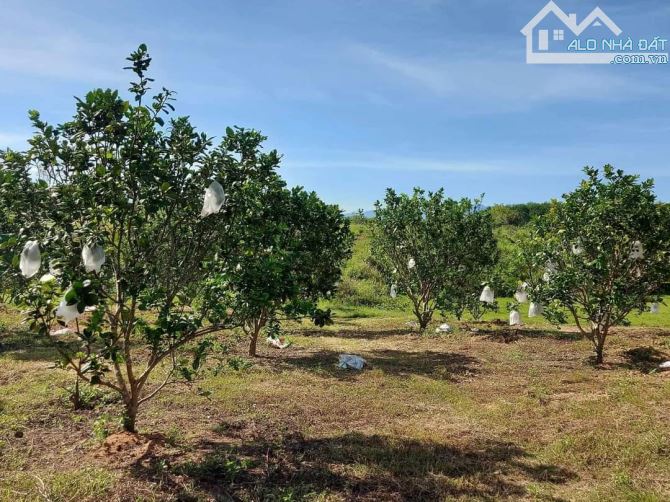 Bán đất diện tích 2,4ha, có cao su và vườn trái cây, xã Cư Elang, huyện Eakar, Đắk Lắk - 1