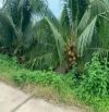 Cần bán 2760m vuông đất vườn dừa Sáp 🌴mặt tiền lộ dal oto. Cách lộ nhựa khoảng 400m