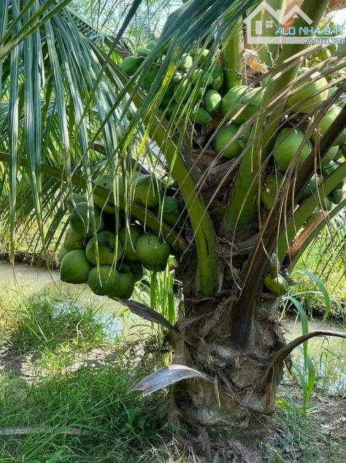 Bán vườn dừa xiêm 5500m2 đường oto đang cho trái - 1