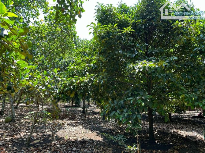 2566m2( 20x133) Vườn trái cây full gần Cánh Đồng Háp, Bảo Vinh. 3,3 tỷ - 1