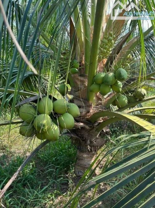 Bán vườn dừa xiêm 5500m2 đường oto đang cho trái - 3