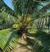 Bán vườn dừa xiêm 5500m2 đường oto đang cho trái