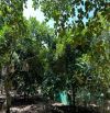 2566m2( 20x133) Vườn trái cây full gần Cánh Đồng Háp, Bảo Vinh. 3,3 tỷ
