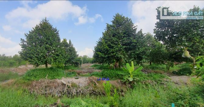 🔰 Bán vườn sầu riêng Ri 6: 6.325m² (92m x 74m) Đường đá xe ba gác, xã Bình Hàng Trung - 4