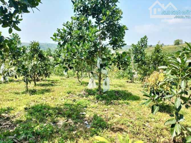 ✅✅Bán đất nghỉ dưỡng vườn trái cây tại Lộc Nga Bảo Lộc - 1