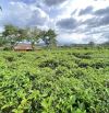 ✅Bán đất vườn trà 2500m2 Đường Blaosere Đại Lào Bảo Lộc