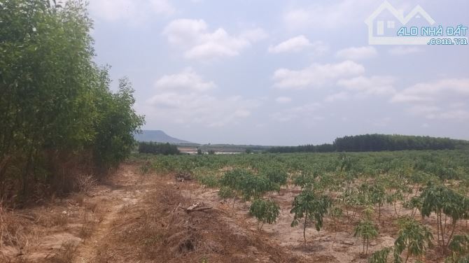 6,9 ha đất 2 mặt tiền, gần hồ sông Dinh giá đầu tư - 1