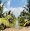 Bán 10 mẫu đất vườn dừa xiêm mã lai cực đẹp