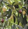 Cần bán 6 sào vườn cây ăn trái thổ cư, mặt tiền đường nhựa tại Phú Mỹ giá ngộp