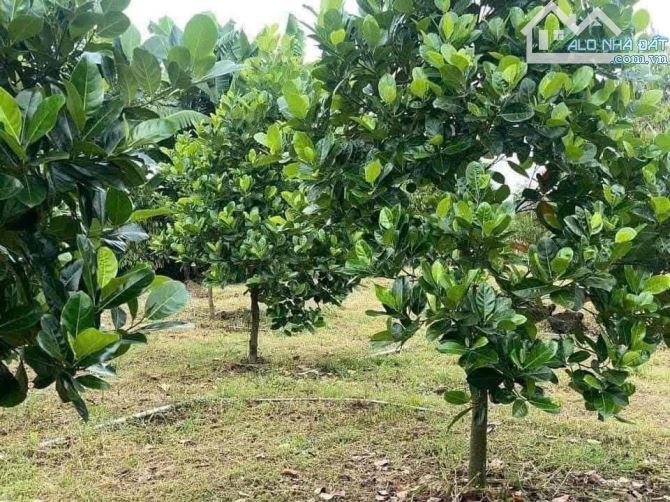 Bán Đất Thổ Vườn thuộc Thành Phố Hồ Chí Minh mới, diện tích 2540m2 thổ cư Giá 550 triệu