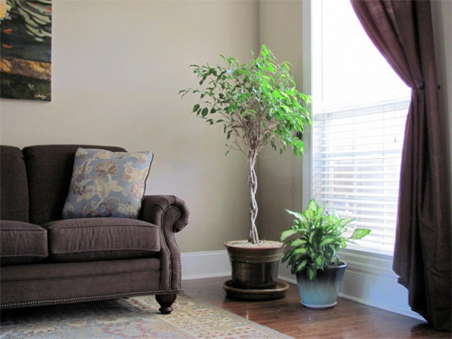 Chậu cây xanh làm cho không gian sống và làm việc thêm phần tươi mới và sinh động. Bạn có muốn trang trí nhà cửa và văn phòng của mình thêm xanh mát hơn? Hãy xem qua hình ảnh về những loại cây xanh đa dạng và đẹp mắt để chọn cho mình một chậu cây thật ấn tượng.
