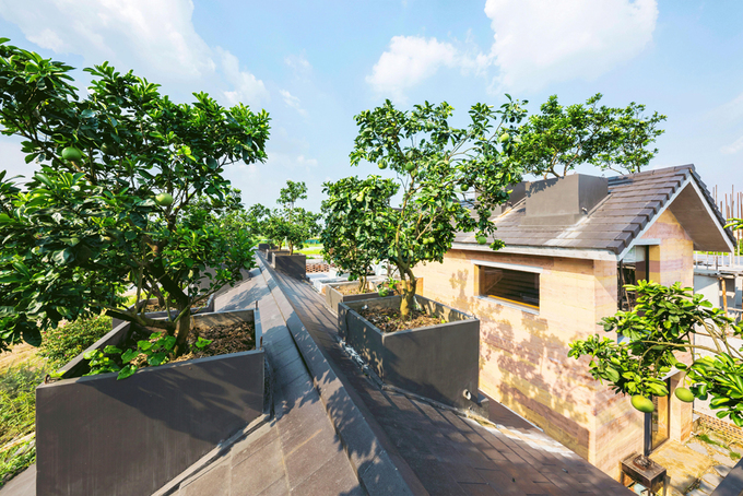 Ngôi nhà đất có vườn bưởi trĩu quả trên mái ở Hà Nội