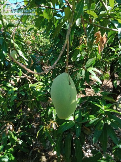 Bán đất vườn xã la ngà huyện định quán tỉnh đồng nai