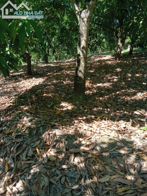 Bán đất vườn xã la ngà huyện định quán tỉnh đồng nai - 1