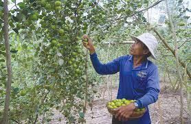 đất trang trại Bình Thuận giá tốt - 3
