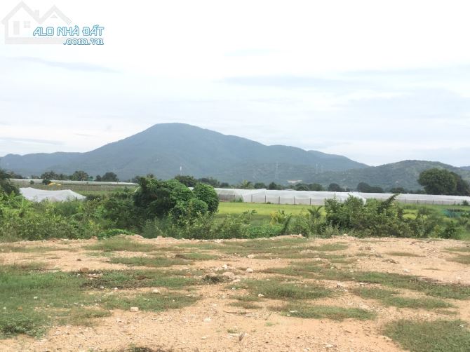 đất trang trại Bình Thuận giá tốt - 5