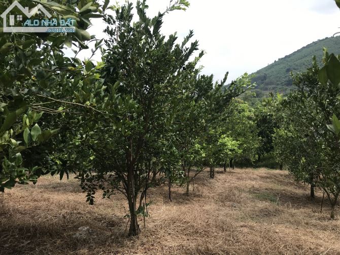 Bán đất vườn xã là ngà huyện định quán tỉnh Đồng Nai