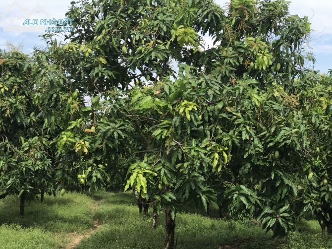 Bán đất vườn xã là ngà huyện định quán tỉnh Đồng Nai - 2