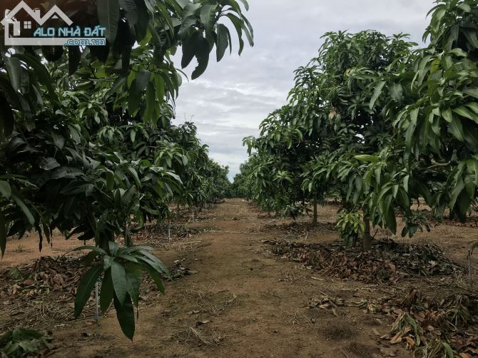 Bán đất vườn xã Phú Túc huyện định quán tỉnh Đồng Nai - 1