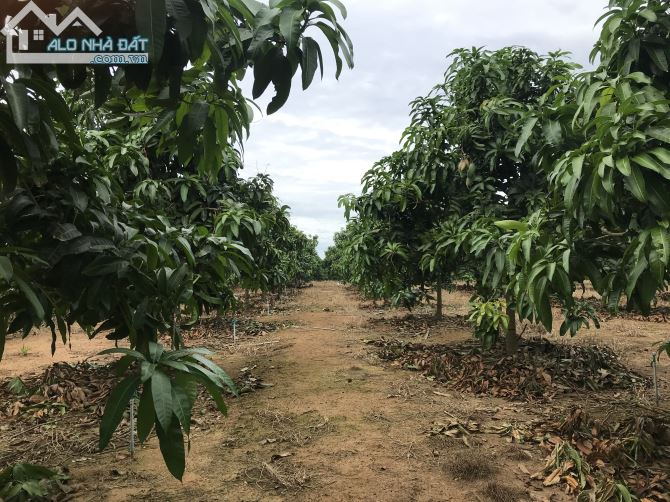 Bán đất vườn xã Túc Trưng huyện định quán tỉnh Đồng Nai - 4