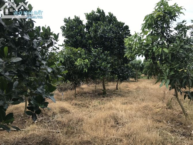 Bán đất vườn xã Túc Trưng huyện định quán tỉnh Đồng Nai - 5