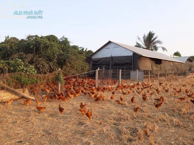 Bán nhà và đất 2 mặt tiền sông và đường Mỹ Lộc-Phước Hậu, xã Mỹ Lộc, Cần Giuộc, dt 1100m2 - 4