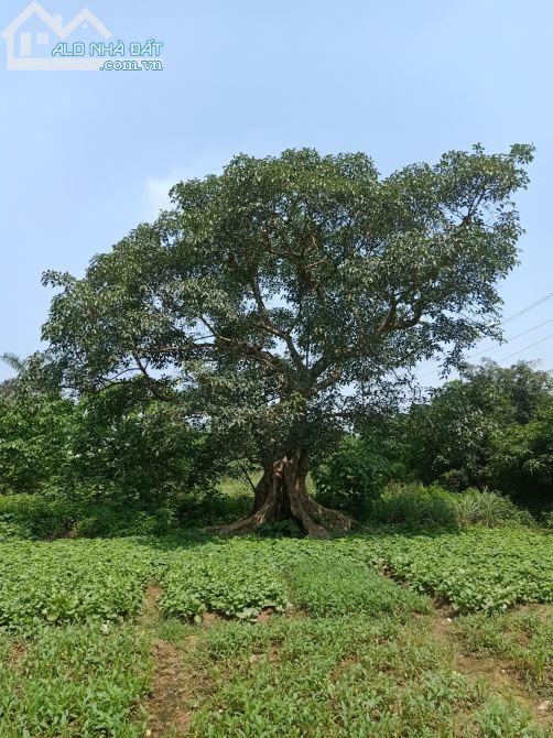 Bán 2,3ha đất  kho xưởng 50 năm Hiệp Hòa, Tỉnh Bắc Giang - 1
