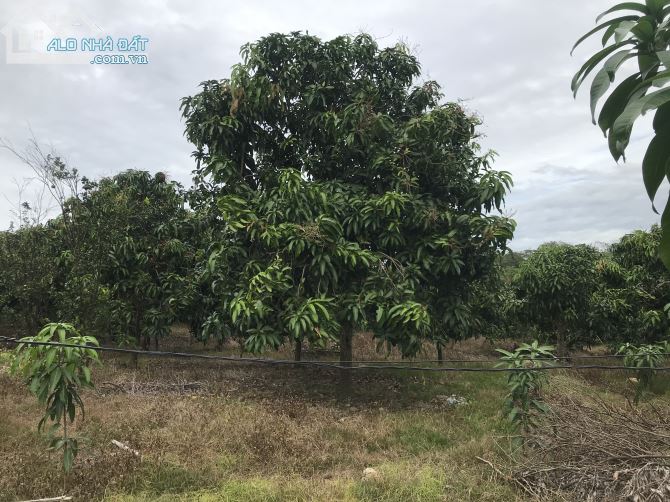 Bán đất vườn xã là ngà huyện định quán tỉnh Đồng Nai
