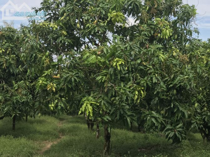 Bán đất vườn xã là ngà huyện định quán tỉnh Đồng Nai - 1