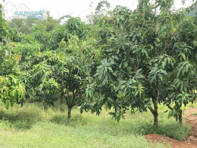 Bán đất vườn xã là ngà huyện định quán tỉnh Đồng Nai - 2