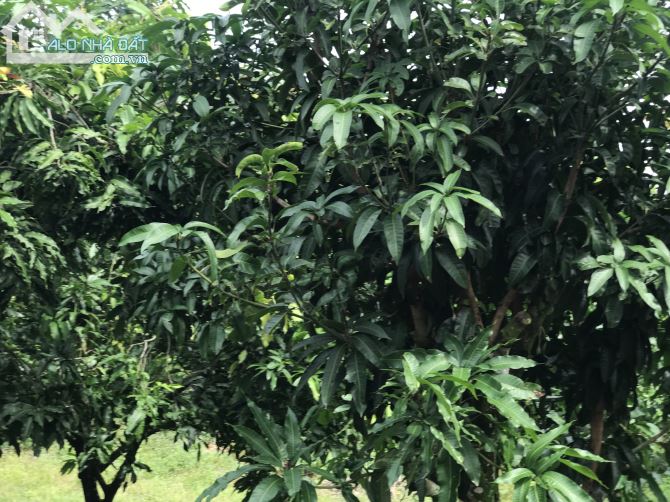 Bán đất vườn xã là ngà huyện định quán tỉnh Đồng Nai - 3