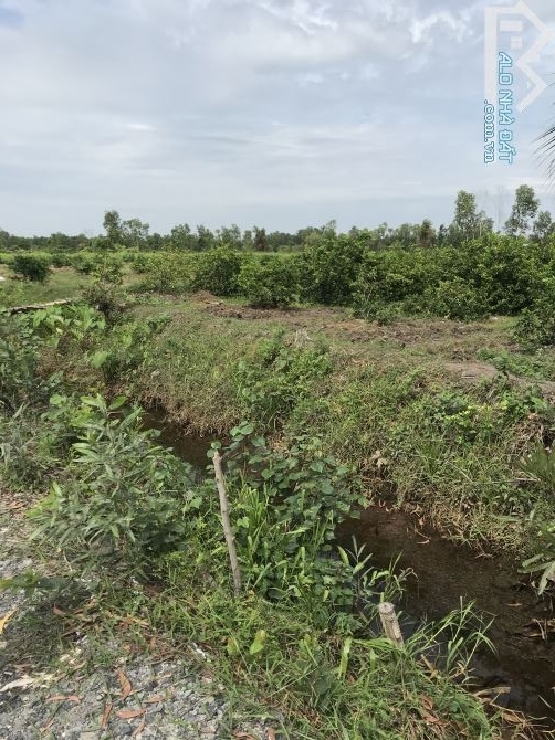 Bán đất vườn Lương Hoà, đất đang trồng chanh. Diện tích 567m2. Giá 1 Tỷ 7