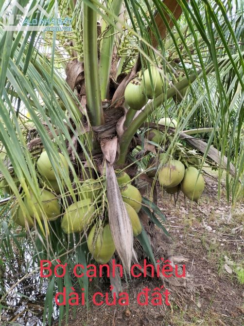 Chính chủ gửi bán 5,7 công đất mặt tiền đê quốc phòng trồng dừa đang cho trái - 2