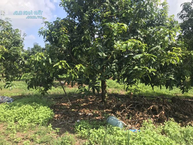 Bán đất vườn xã Phú Ngọc huyện định quán tỉnh Đồng Nai - 2